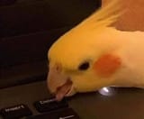 1597809035082