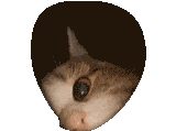 1737783866886266