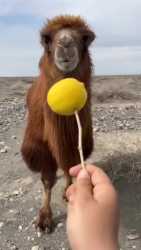 1752253315899063_thumb.jpg