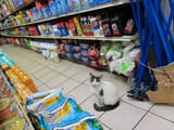 Bodega_Cat_Greenpoint