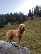 steirische_rauhaarbracke