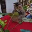 cat vs leaf_thumb.jpg