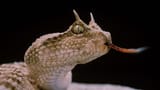 121223_jb_horned-snakes_feat-1030x580
