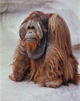 pongo