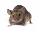 Ratto