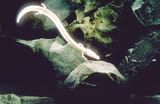 larva-di-proteo-1