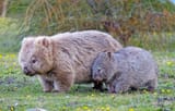 wombat-p1-review