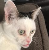 1702242771354186