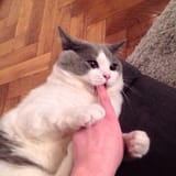 1736548147654449