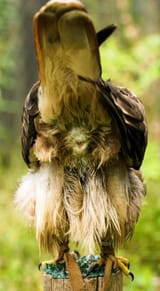 Avian_cloaca