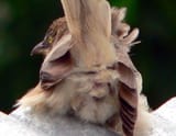 cloaca0