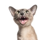 file.jpghttps:--www.vipazor.pl-blog-kot-tonkijski-opis-rasy?srsltid=AfmBOorspHOoLtTpytub8P5DVNZw8p0n12fJQJhn_Pj3FG8Yn3W8N8E0