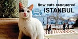 here_kitty_kitty_kittty_1-jpg