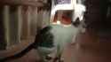 cat massive shit_thumb.jpg