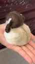 ssstwitter.com_1752319978713 (1)_thumb.jpg