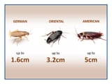 blog_hychem_coachroaches_800x6500_001