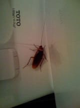 florida palmetto roach