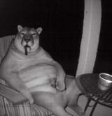 Cougar cigar