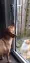 automatic cat door_thumb.jpg