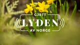LAN-grafikk_paske