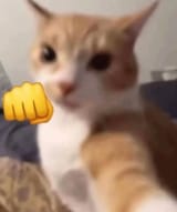 kot punch