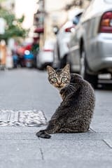 pngtree-street-cars-and-kittens-image_473974