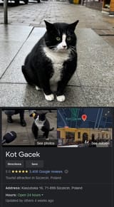 kot-gacek-szczecin