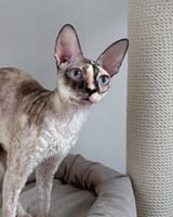 extendogato