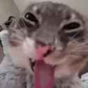 freaky_cat_thumb.jpg