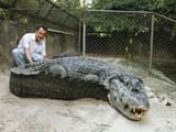 black-caiman-melanosuchus-niger-and-v0-lkyac80rtkad1