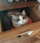 mum found the cat drawer