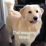 Tail_wagging_stops