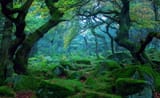 HD-wallpaper-padley-gorge-forest-nature-green