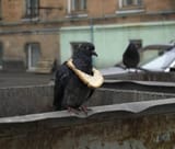 rich-pigeons1