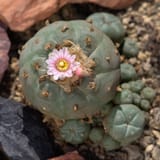 Peyote_LW_Mutterpflanze_0006-797045053