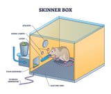 skinner-box (1)
