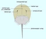 Horseshoe_crab_eyes