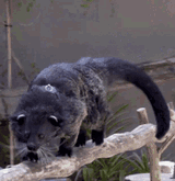 binturong-cute