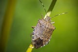 attachment-Stink-Bug-DL