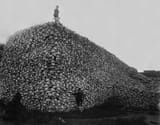 Bison_skull_pile