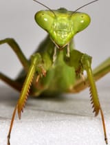 science-take-mantis-superJumbo