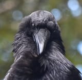 raven