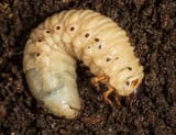 grub