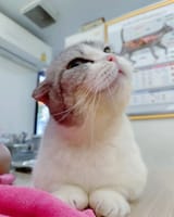 happy_kot