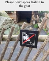 italian-goat