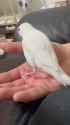 jitter_critter_200fps_thumb.jpg