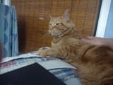 cat2