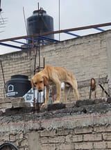 images - 2025-07-05T093116.157