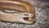 slow-worms-mating-two-column[1]