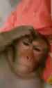 monke think_thumb.jpg